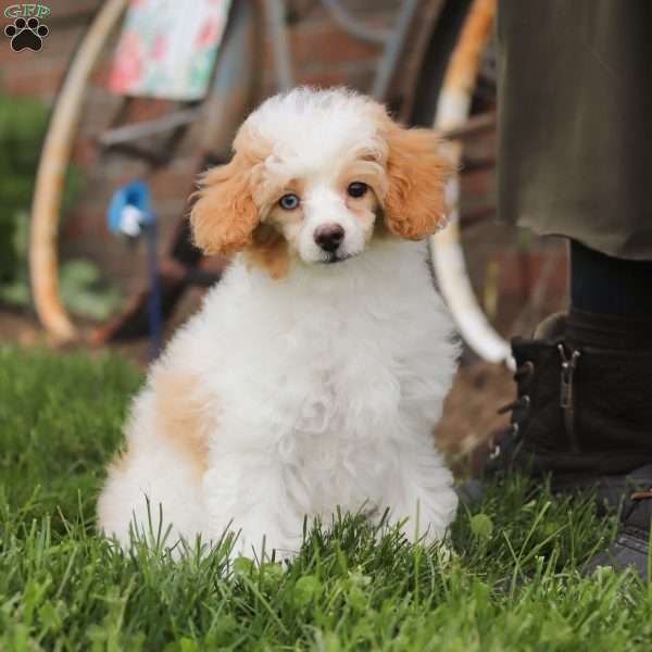 Vanilla, Miniature Poodle Puppy